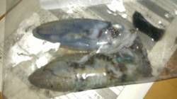 白木　台風前のエギングでアオリイカ、足元で…